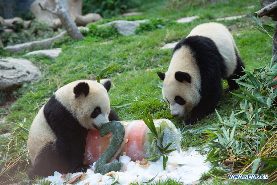 CHINA-MACAO-GIANT PANDA-BIRTHDAY (CN)