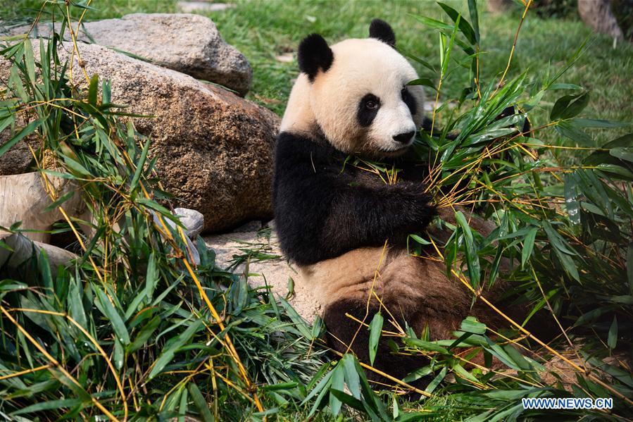 CHINA-MACAO-GIANT PANDA-BIRTHDAY (CN)