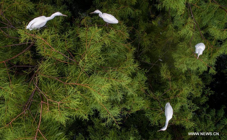 CHINA-ANHUI-EGRETS(CN)