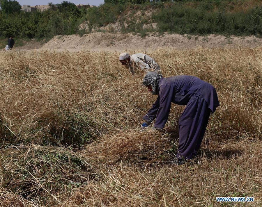 AFGHANISTAN-GHAZNI-FARMER