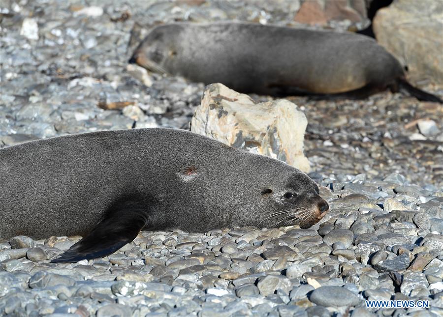 NEW ZEALAND-WELLINGTON-NEW ZEALAND FUR SEALS