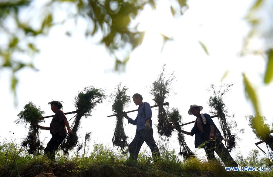 #CHINA-SHANDONG-TREE PLANTING (CN)