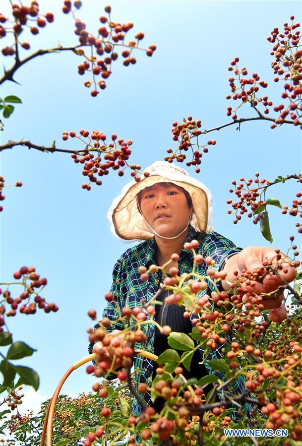 #CHINA-SHANDONG-BEGINNING OF AUTUMN-HARVEST (CN)