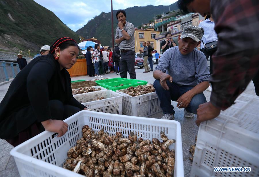 CHINA-SICHUAN-YAJIANG-MATSUTAKE (CN)