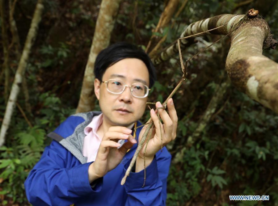 #CHINA-SICHUAN-CHENGDU-STICK INSECT-RELEASE (CN*)