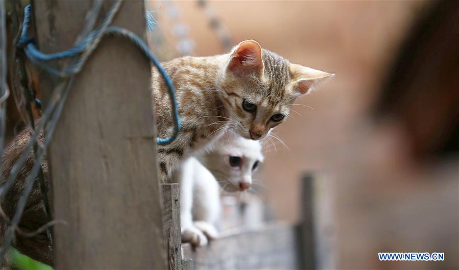 NEPAL-KATHMANDU-DAILY LIFE-CAT