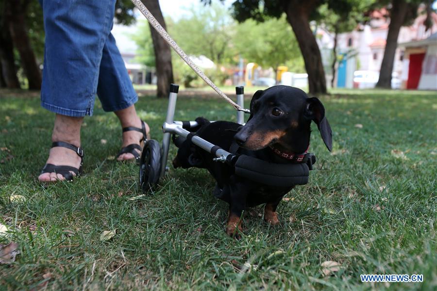 GREECE-ATHENS-WHEELCHAIR-PETS