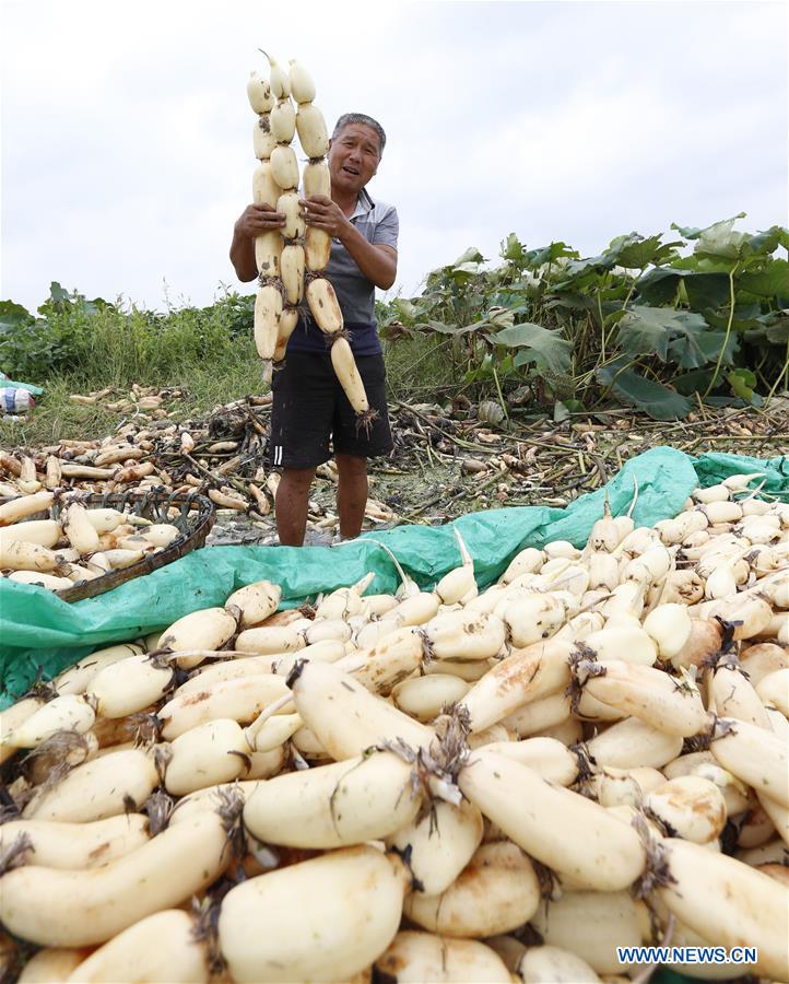 #CHINA-SIHONG-LOTUS ROOT-HARVEST (CN)