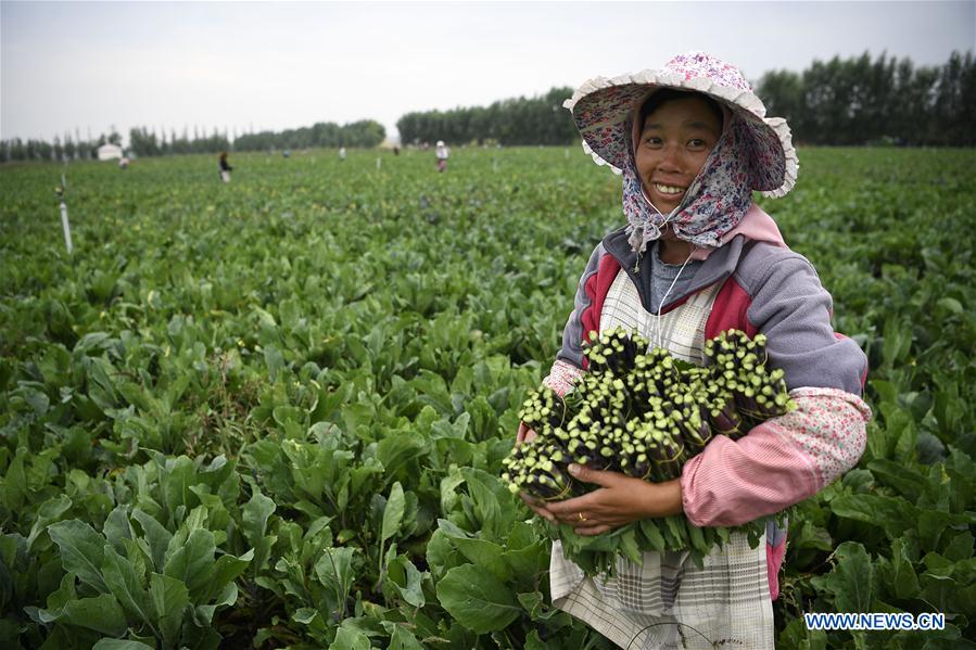 CHINA-NINGXIA-GUYUAN-VEGETABLE PLANTING (CN)