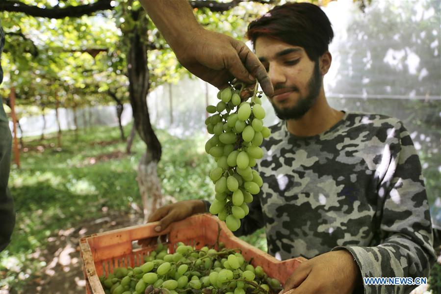 KASHMIR-SRINAGAR-GRAPE HARVEST