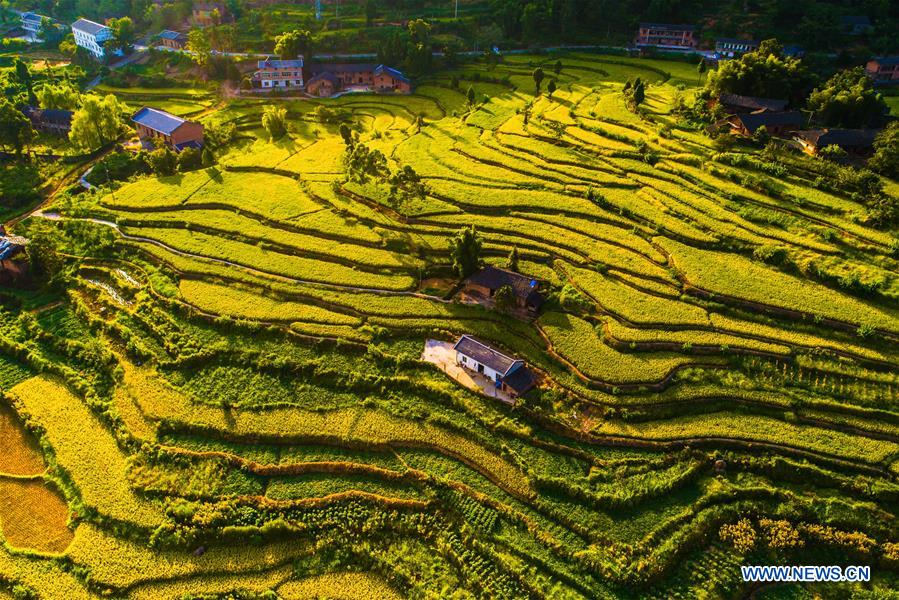 CHINA-AUTUMN-HARVEST(CN)