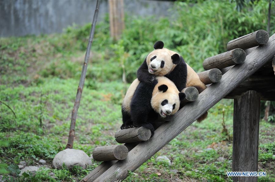 CHINA-SHAANXI-PANDA CUBS (CN)