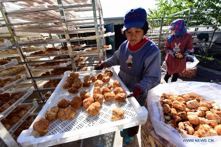 #CHINA-HEILONGJIANG-HAILIN-FUNGUS (CN)