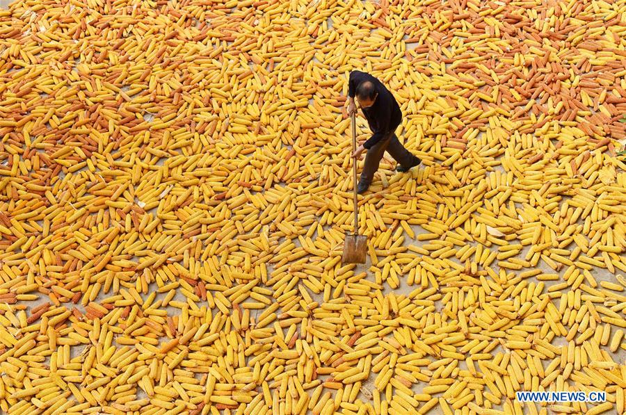 #CHINA-AUTUMN-FARM WORK (CN)