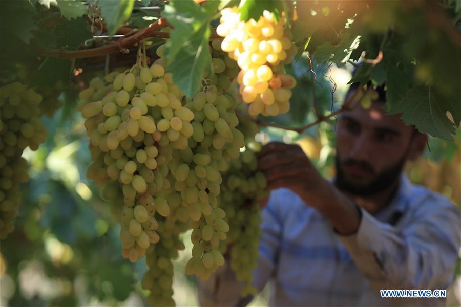 MIDEAST-HEBRON-GRAPES-HARVEST