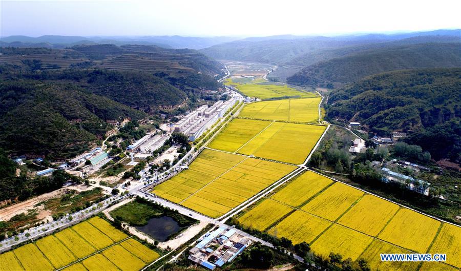 CHINA-SHAANXI-RICE FIELD(CN)