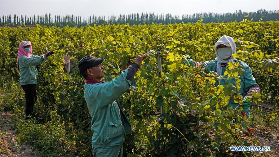 CHINA-NINGXIA-WINE INDUSTRY (CN)