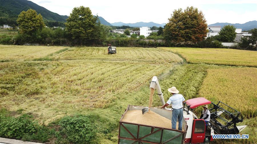 CHINA-ANHUI-YIXIAN-RICE-HARVEST (CN)