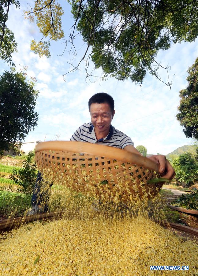 #CHINA-FUJIAN-ANXI-OSMANTHUS (CN)