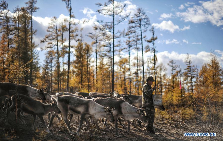 CHINA-INNER MONGOLIA-REINDEER-CONSERVATION-BREEDING (CN)