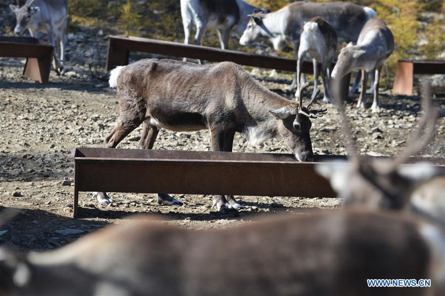 CHINA-INNER MONGOLIA-REINDEER-CONSERVATION-BREEDING (CN)