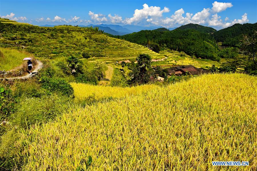 CHINA-FUJIAN-WUYI MOUNTAIN-HARVEST(CN)