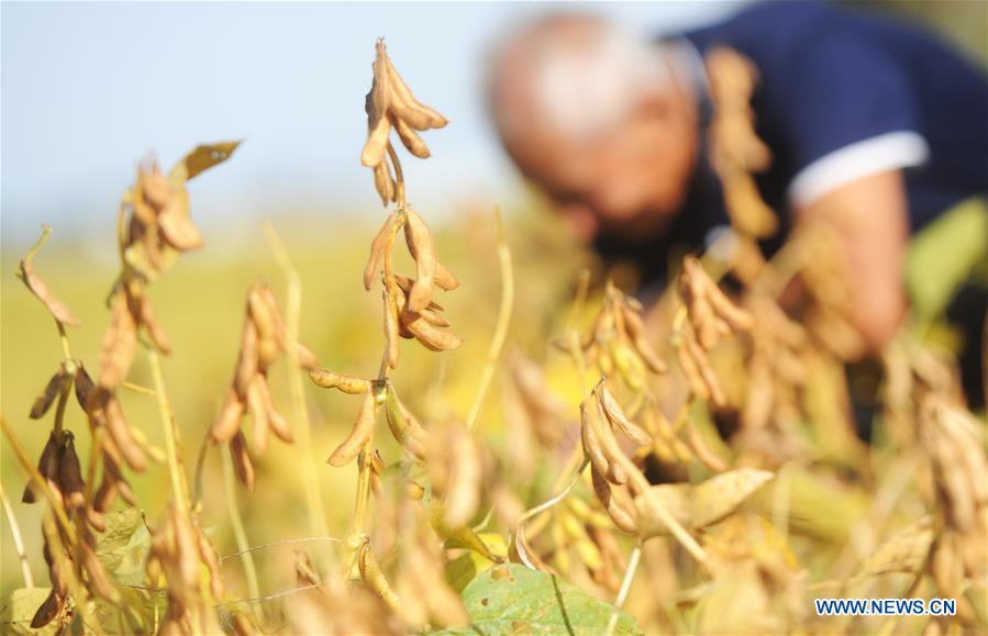 #CHINA-AUTUMN-HARVEST (CN)