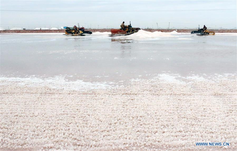 #CHINA-SHANDONG-SALT HARVEST (CN)