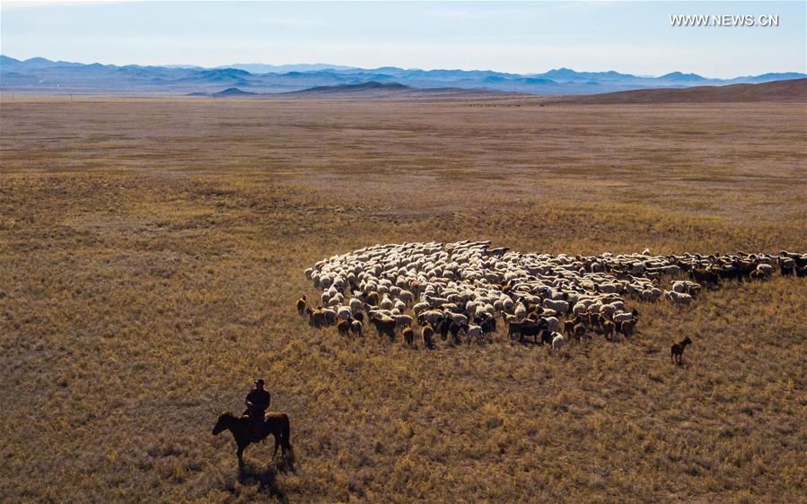 MONGOLIA-BAYANKHANGAI-SHEPHERD