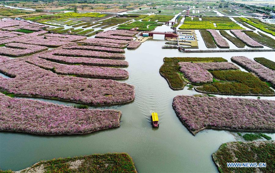 #CHINA-JIANGSU-AUTUMN SCENERY-FLOWER(CN)