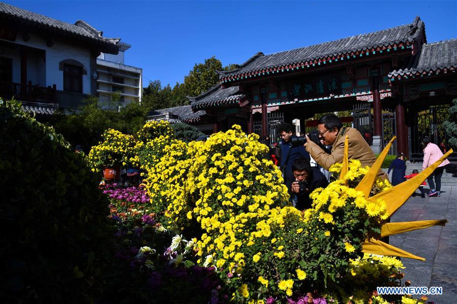 CHINA-SHANDONG-JINAN-CHRYSANTHEMUM(CN)