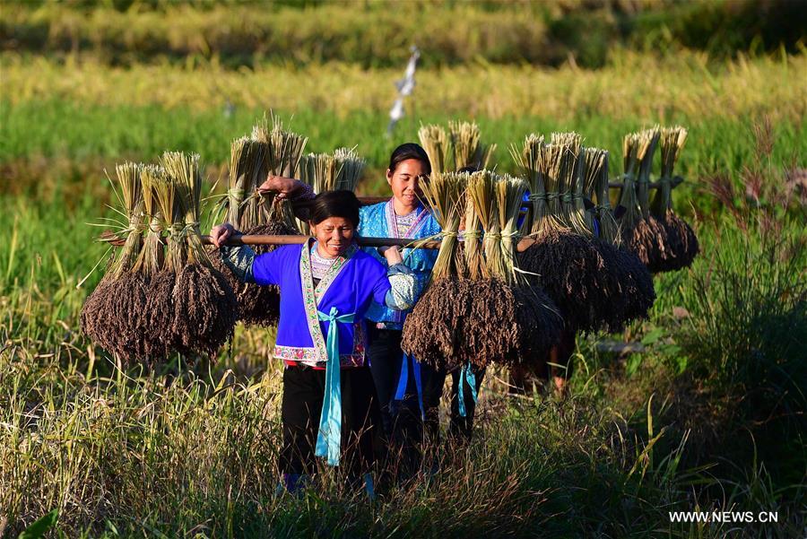 CHINA-GUANGXI-ANTAI-RICE-HARVEST (CN)