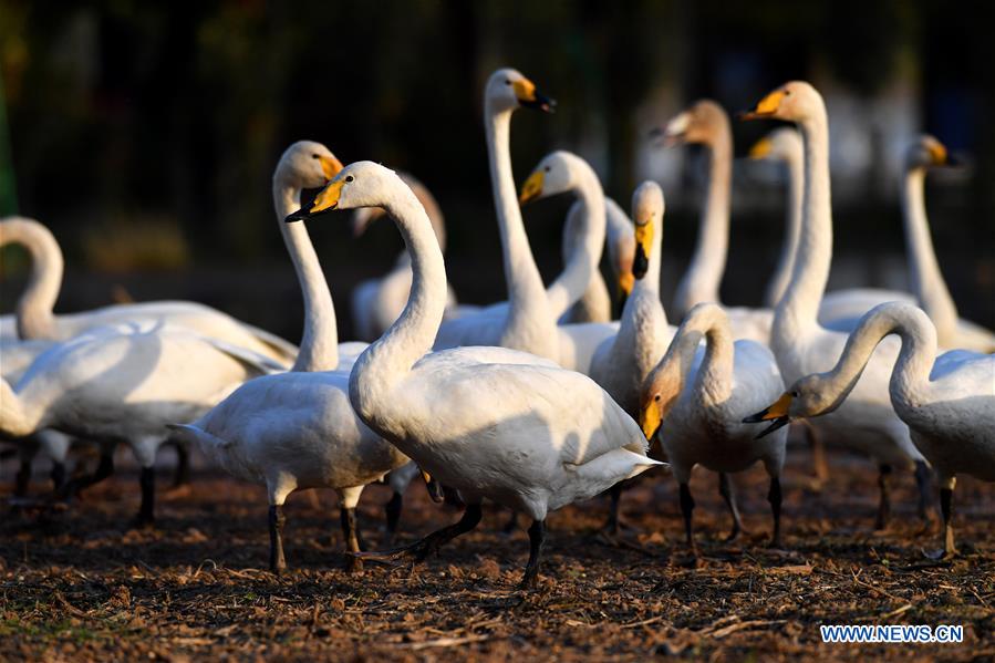 CHINA-SHANXI-WILD SWAN-WINTER HABITAT (CN)