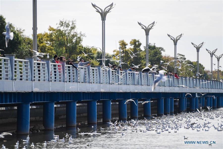 CHINA-YUNNAN-KUNMING-BLACK-HEADED GULL-MIGRATION (CN)