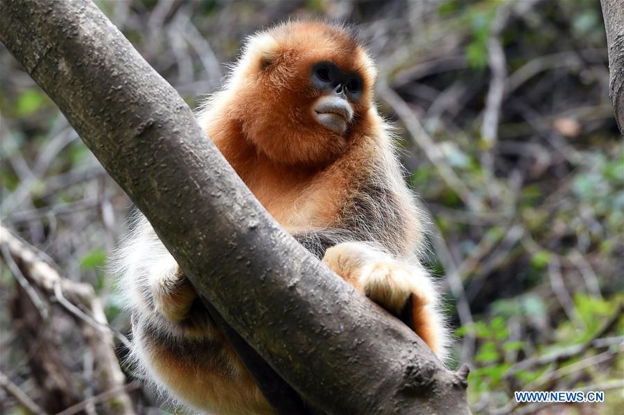 CHINA-GANSU-YUHE-GOLDEN MONKEY (CN)