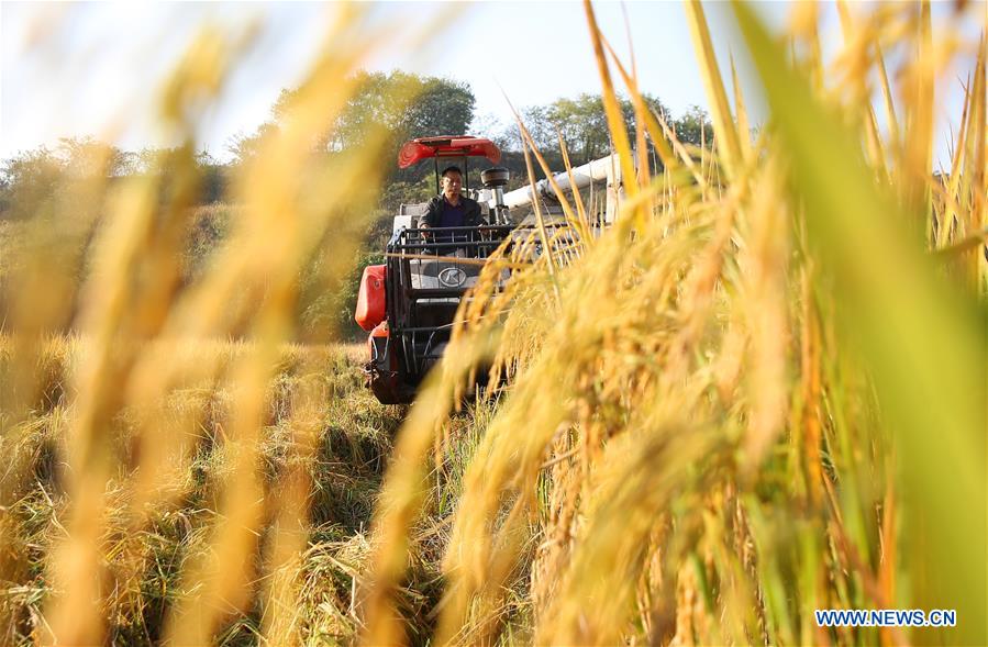 #CHINA-HUNAN-AUTUMN HARVEST (CN)