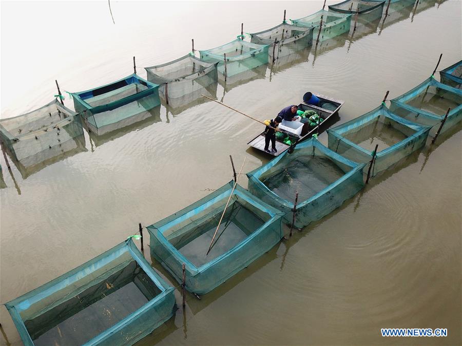 #CHINA-SIHONG-CRAB-HARVEST (CN)