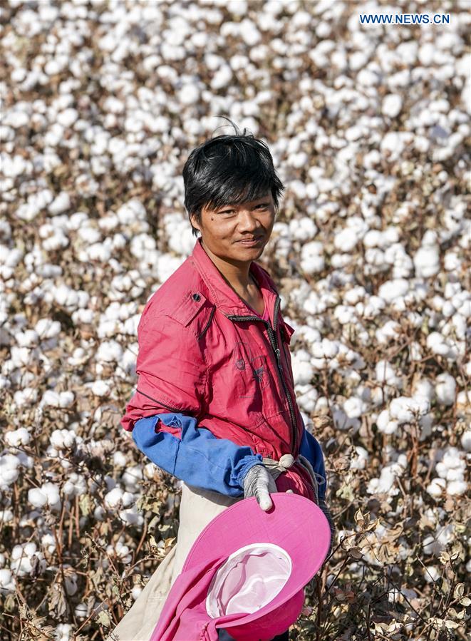 CHINA-XINJIANG-URUMQI-COTTON SEASON(CN)