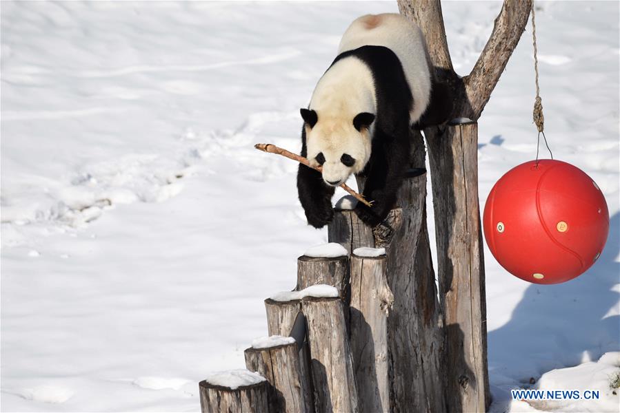 CHINA-HEILONGJIANG-GIANT PANDAS (CN) 