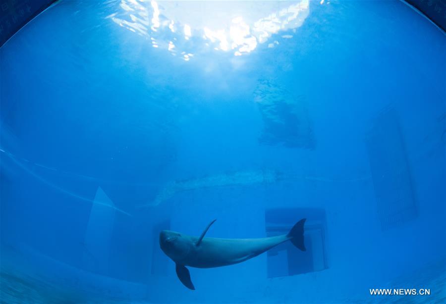 CHINA-HUBEI-FINLESS PORPOISE