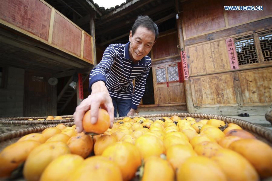 #CHINA-GUIZHOU-PERSIMMON-HARVEST (CN)