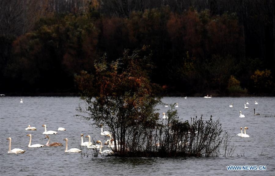 CHINA-HENAN-SANMENXIA-SWANS (CN)