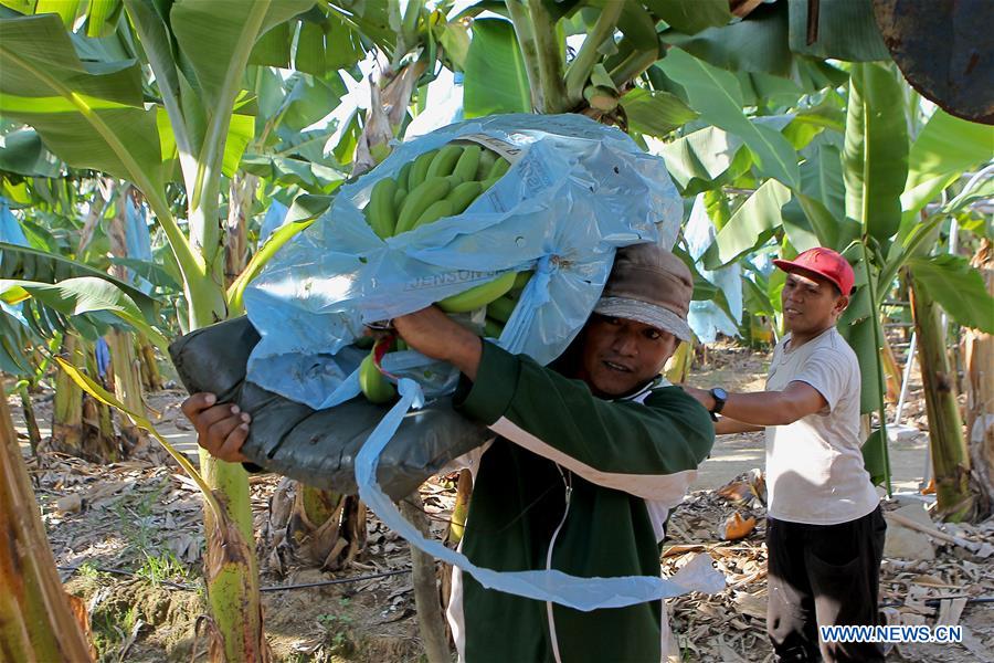 THE PHILIPPINES-BANANA-FEATURE