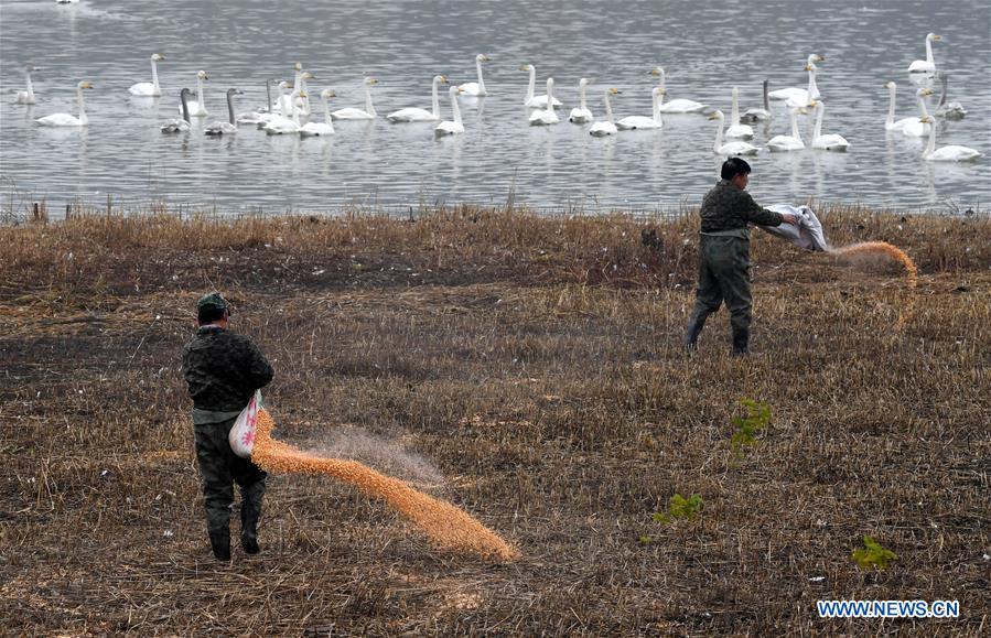 CHINA-HENAN-SANMENXIA-WHITE SWANS (CN)