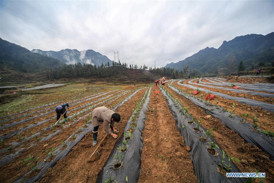 CHINA-HUNAN-TEA PLANTATION (CN)