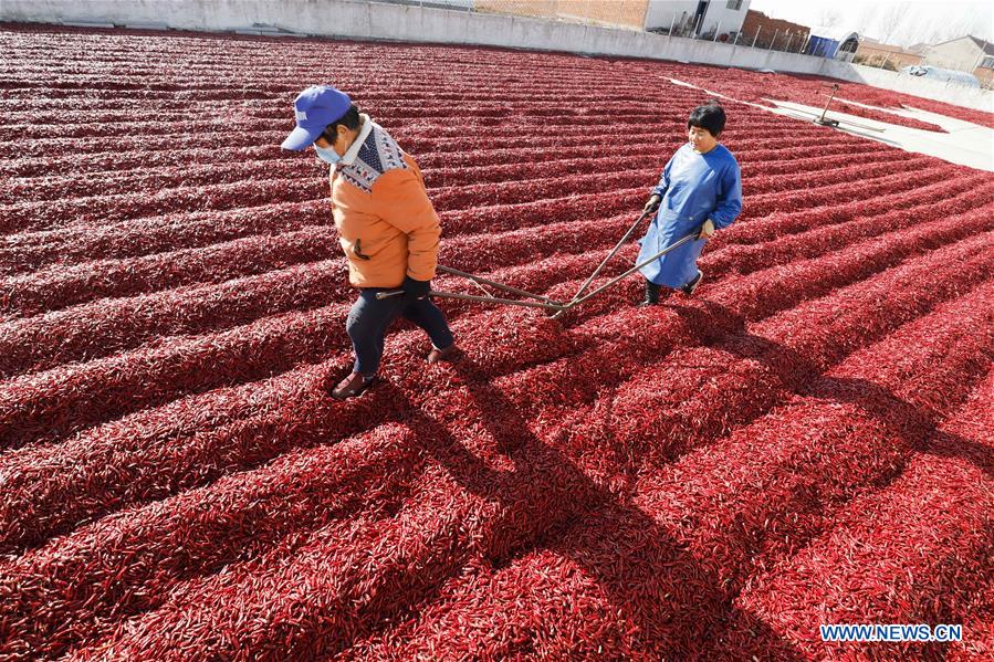 #CHINA-HEBEI-TANGSHAN-CHILI-HARVEST (CN)