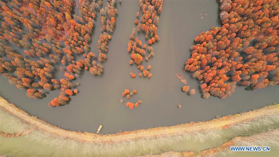 CHINA-ANHUI-LAI'AN-POND CYPRESS-SCENERY (CN)