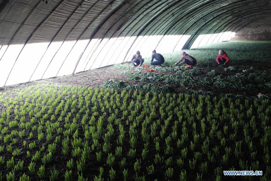 #CHINA-WINTER-ARGRICULTURE-GREENHOUSE (CN)