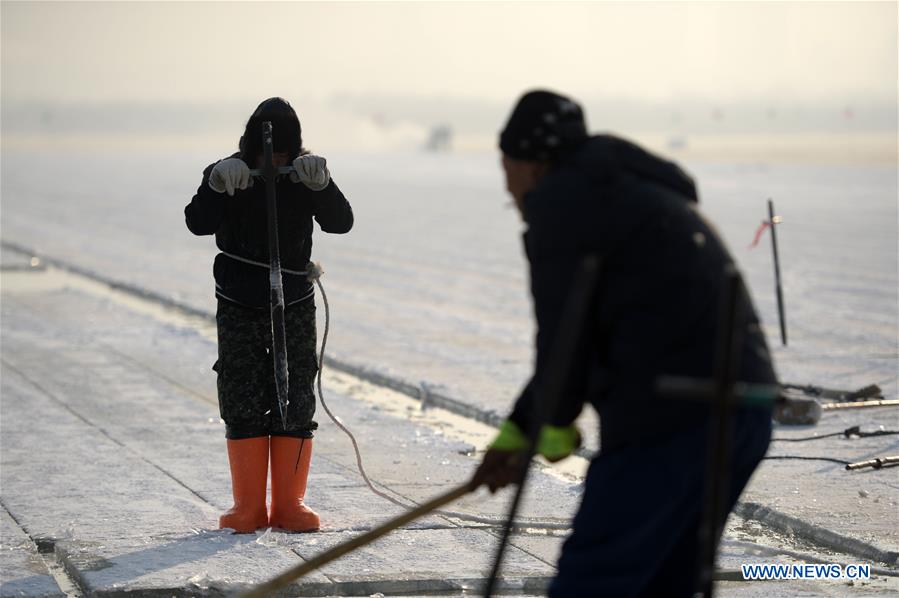 CHINA-HEILONGJIANG-HARBIN-ICE COLLECTING (CN)