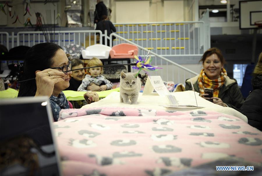 POLAND-WARSAW-CAT SHOW